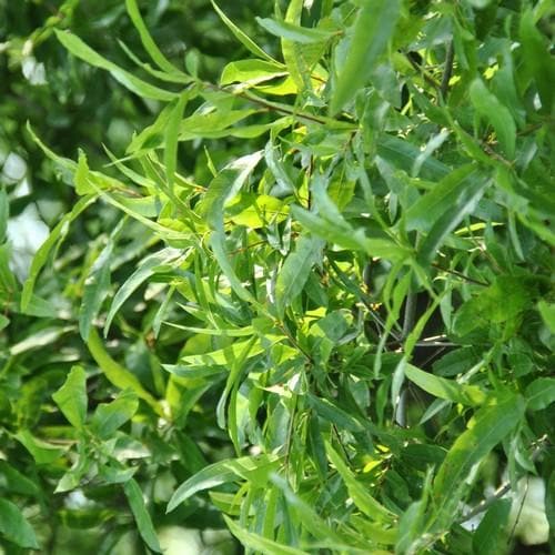  Quercus Phellos Hightower - Willow Oak