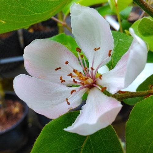  Quince Serbian Gold
