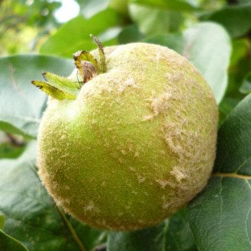  Quince Serbian Gold