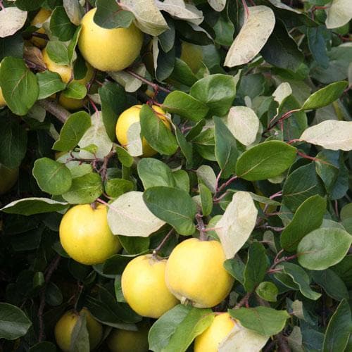  Quince Serbian Gold