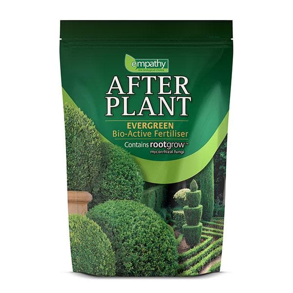  RHS Empathy Afterplant - Evergreen