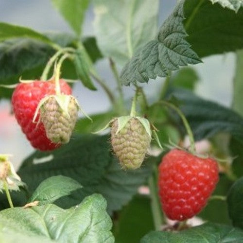  Raspberry Twotimer Sugana Red - Summer & Autumn Fruiting