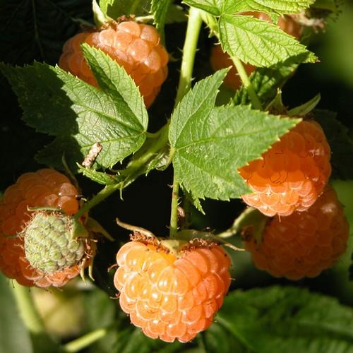  Raspberry All Gold (Fall Gold) - Autumn Fruiting