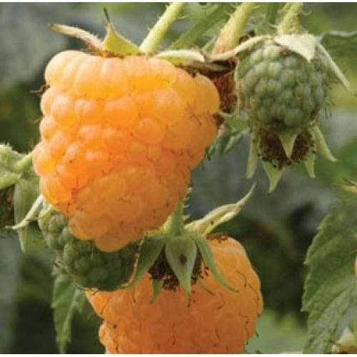  Raspberry All Gold (Fall Gold) - Autumn Fruiting