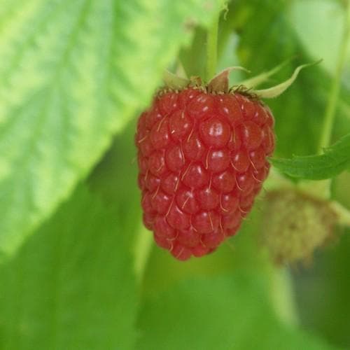  Raspberry Autumn Bliss - Autumn Fruiting