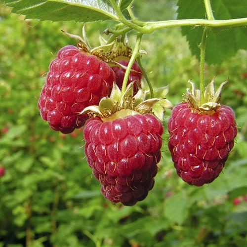  Raspberry Autumn Bliss - Autumn Fruiting