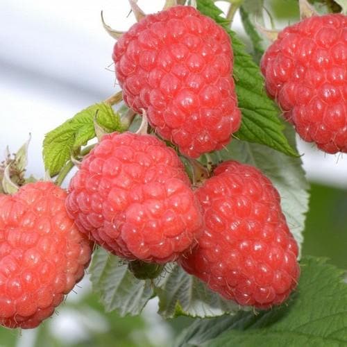  Raspberry Glen Ample - Summer Fruiting