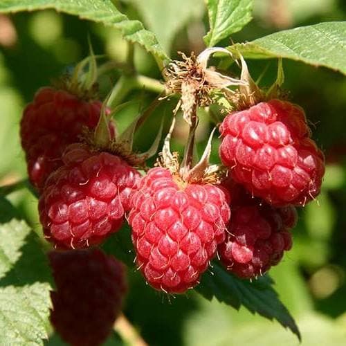  Raspberry Malling Jewel - Summer Fruiting