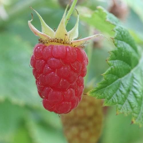  Raspberry Malling Leo - Summer Fruiting