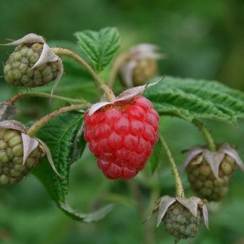  Raspberry Malling Jewel - Summer Fruiting