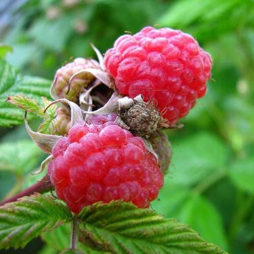  Raspberry Malling Leo - Summer Fruiting