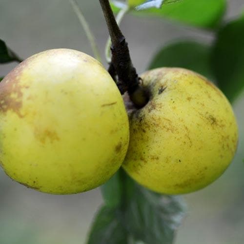  Apple Rawley's Seedling