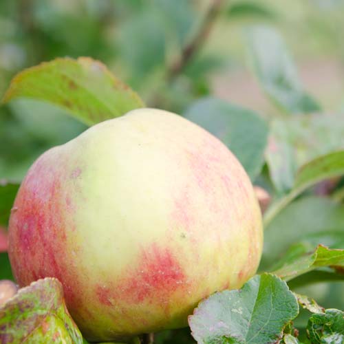  Apple Red Elstar