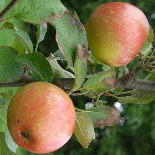  Apple Reid’s Seedling