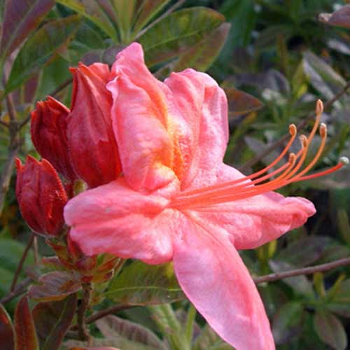  Azalea Mollis Berry Rose