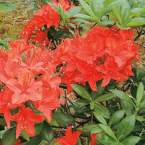  Azalea Mollis Satan