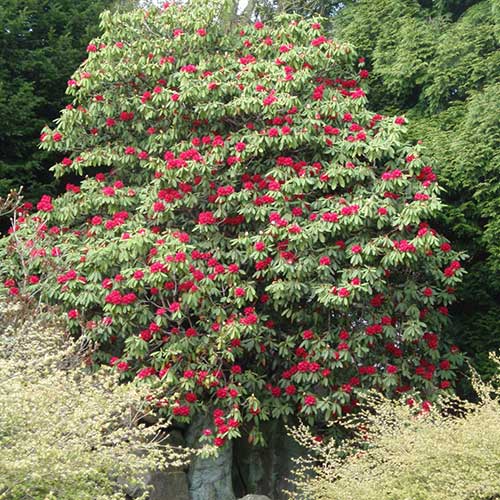  Rhododendron Arboreum