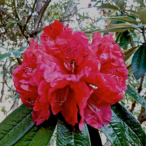  Rhododendron Arboreum