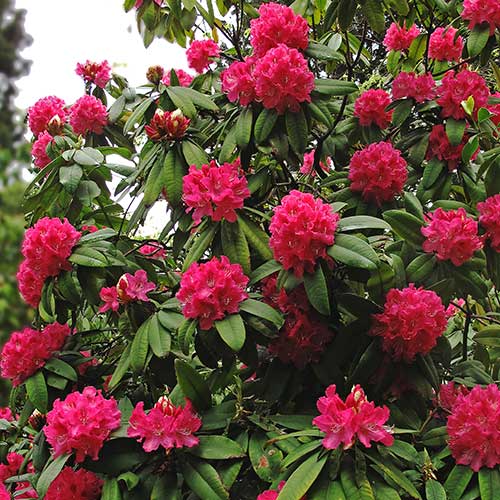  Rhododendron Arboreum