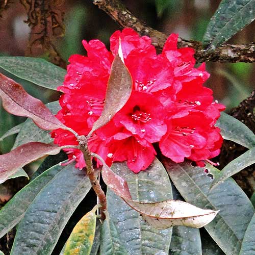  Rhododendron Arboreum
