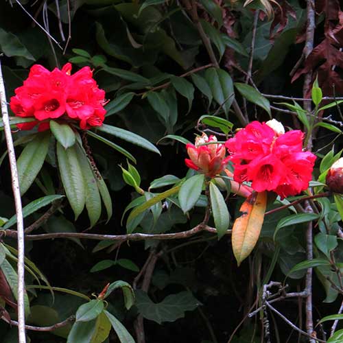  Rhododendron Arboreum