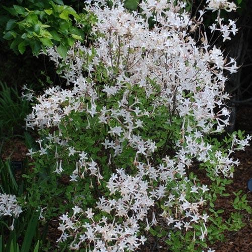  Rhododendron Atlanticum Snowbird