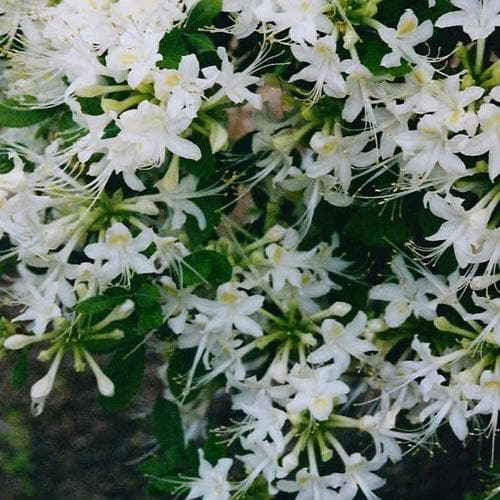  Rhododendron Atlanticum Snowbird