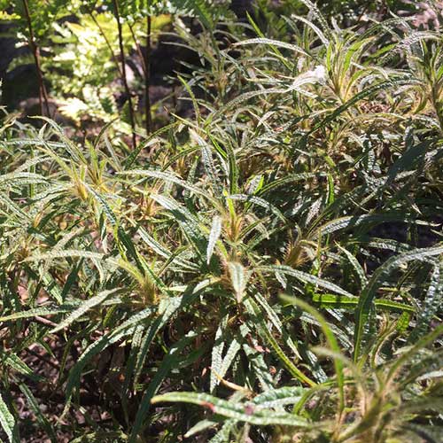  Rhododendron Stenopetalum Linearifolium