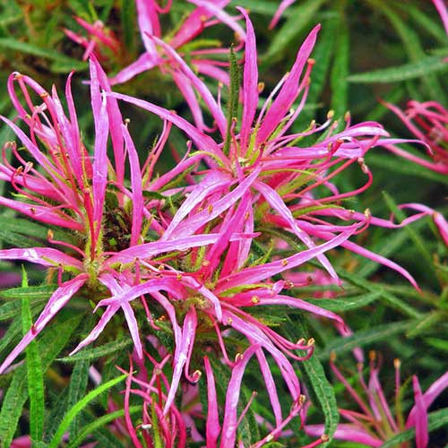  Rhododendron Stenopetalum Linearifolium