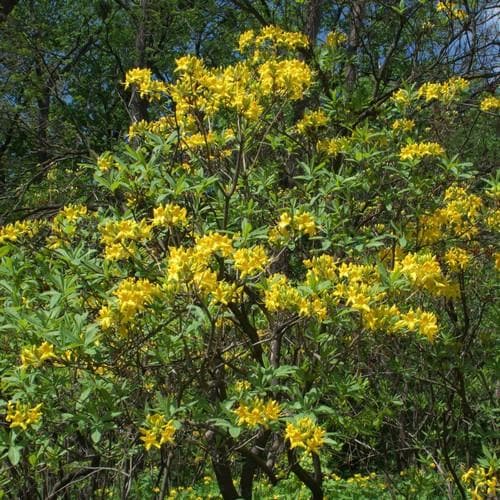  Azalea (Rhododendron) Luteum