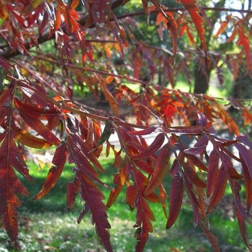  Rhus Glabra Laciniata