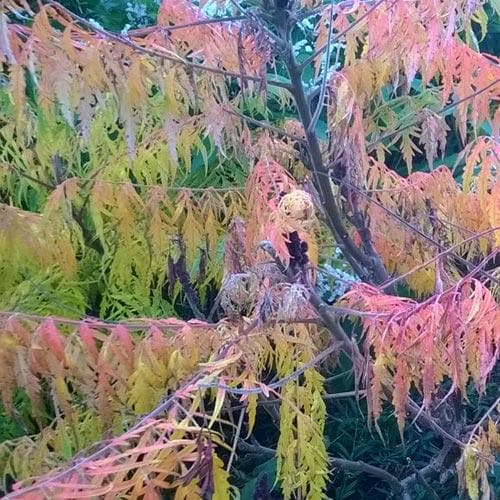  Rhus Glabra Laciniata