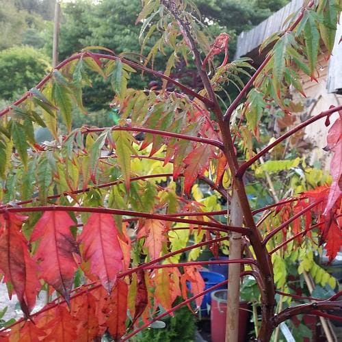  Rhus Typhina