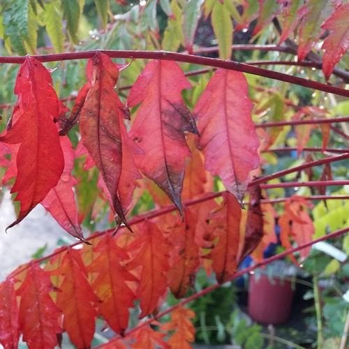  Rhus Typhina