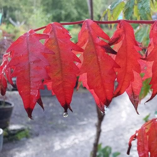  Rhus Typhina