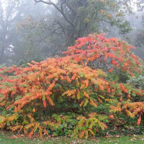  Rhus Typhina Dissecta (Laciniata)