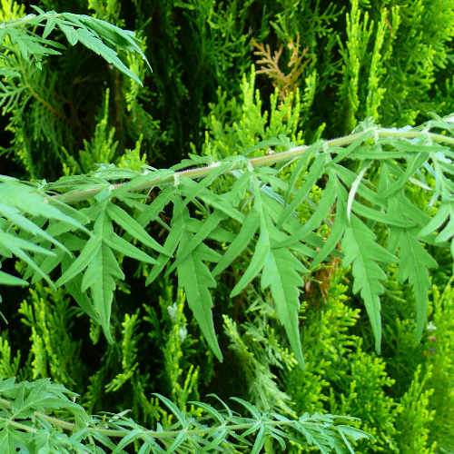  Rhus Typhina Dissecta (Laciniata)