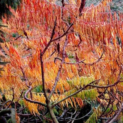 Rhus Typhina Dissecta (Laciniata)