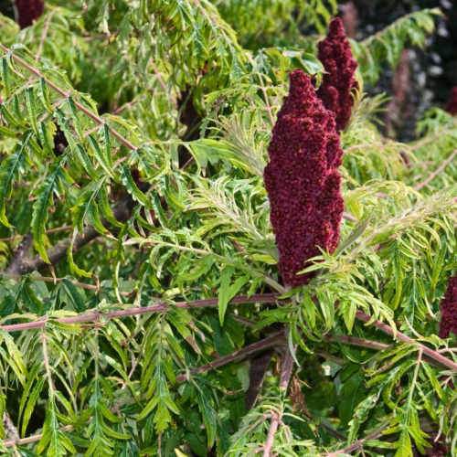  Rhus Typhina Dissecta (Laciniata)