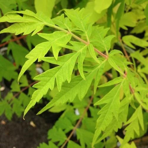 Rhus Typhina Dissecta (Laciniata)