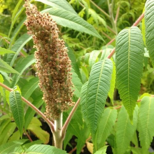  Rhus Typhina