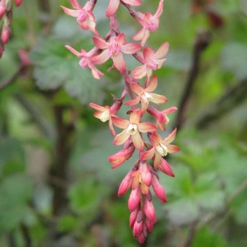  Ribes X Gordonianum