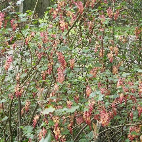  Ribes X Gordonianum