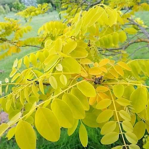  Robinia Pseudoacacia Frisia - Golden Robinia