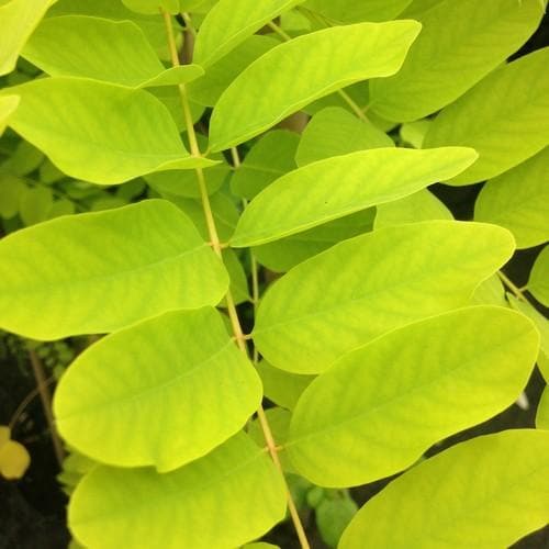  Robinia Pseudoacacia Frisia - Golden Robinia