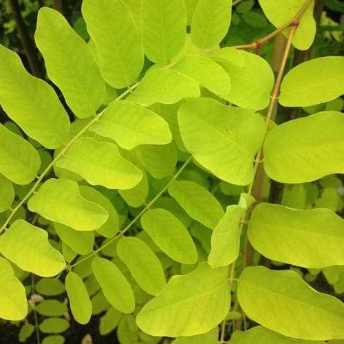  Robinia Pseudoacacia Frisia - Golden Robinia