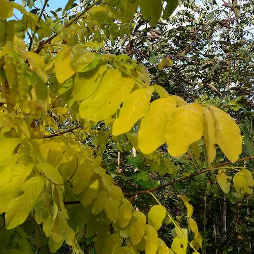  Robinia Pseudoacacia Frisia - Golden Robinia