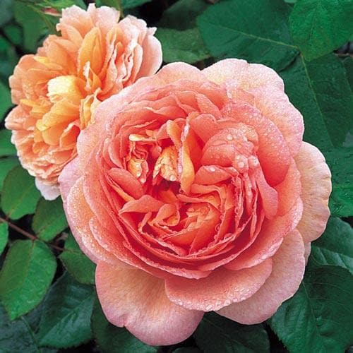  Rosa Auscot (Abraham Darby) - David Austin Rose