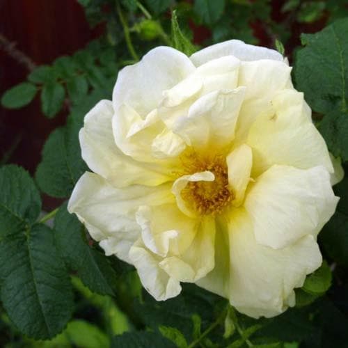  Rosa Agnes - Rugosa Rose