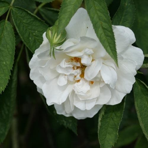  Rosa Alba Maxima - Old Shrub Rose